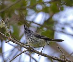 Anairetes reguloides