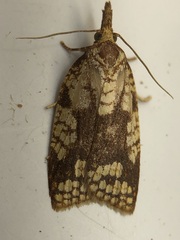 Cenopis ferreana