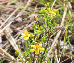 Hypericum tenuifolium