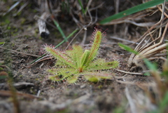 Drosera cistiflora