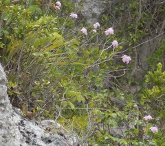 Broughtonia lindenii