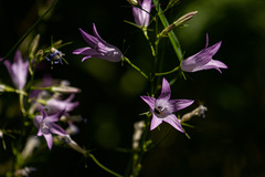 Campanula rapunculus