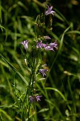 Campanula rapunculus