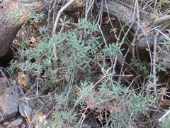 Rubia tenuifolia