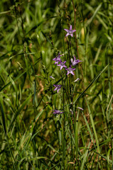Campanula rapunculus