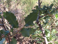 Quercus look