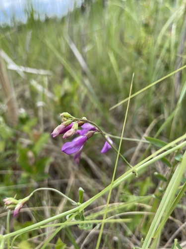 American vetch