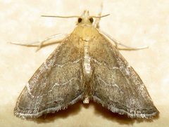 Stegea eripalis