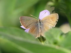 Zizeeria knysna