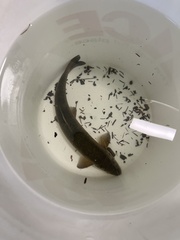 Catostomus columbianus