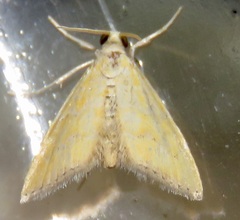 Xanthophysa psychicalis