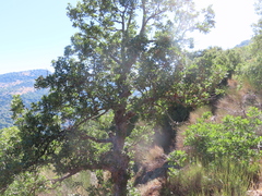 Quercus look
