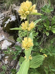 Gentiana