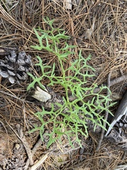 Psacalium decompositum