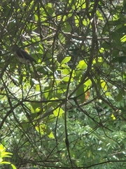 Baeolophus bicolor image