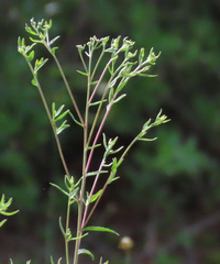 Eupatorium mohrii