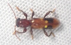 Priocera castanea
