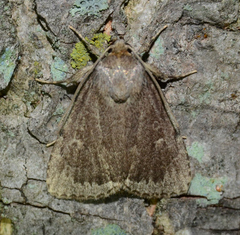Amphipyra glabella
