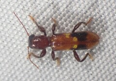 Priocera castanea