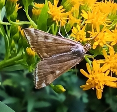 Loxostege sticticalis