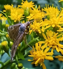 Loxostege sticticalis