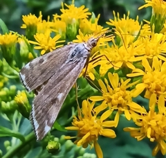 Loxostege sticticalis