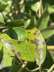 Sphaerulina cornicola