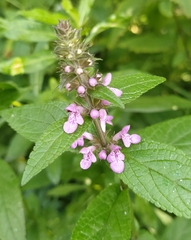 Stachys palustris