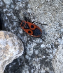 Pyrrhocoris apterus