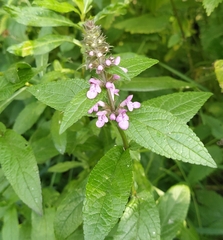 Stachys palustris
