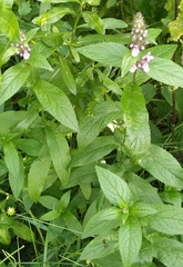 Stachys palustris