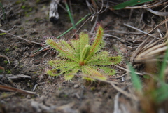 Drosera cistiflora