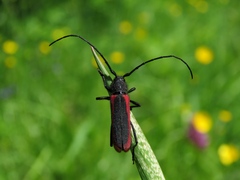 Amarysius altajensis