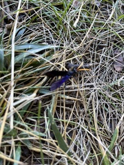 Gnamptopelta obsidianator