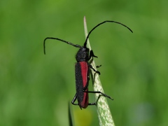 Amarysius altajensis
