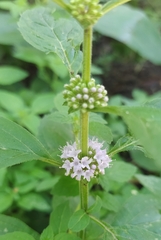 Mentha arvensis