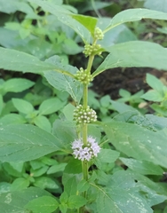 Mentha arvensis