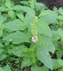 Mentha arvensis