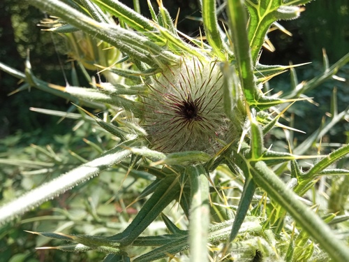 Cirsium × glabratum iNat (3)