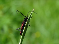 Amarysius altajensis