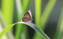 Luthrodes pandava peripatria