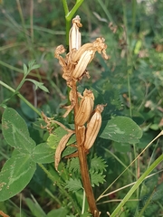 Dactylorhiza sambucina