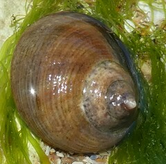 Gastropoda