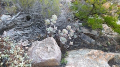 Crassula arborescens