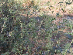 Eryngium billardieri