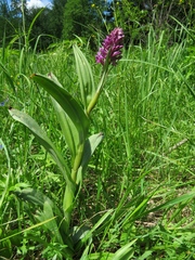 Dactylorhiza sibirica