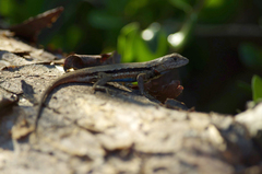 Sceloporus woodi