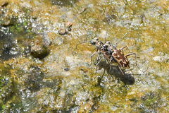 Ellipsoptera macra
