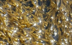 Sargassum muticum