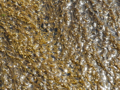Sargassum muticum